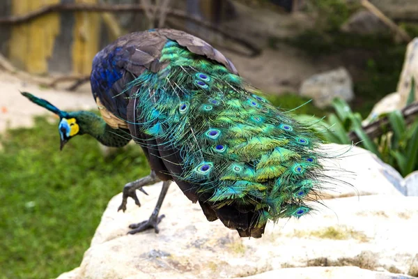 Gros plan corps et tête de beau paon avec des pierres et des plantes vertes sur le fond — Photo