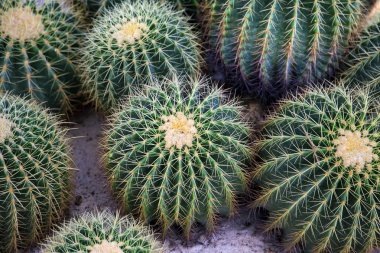 ünlü altın varil kaktüs Echinocactus grusonii Hildm rock Bahçe