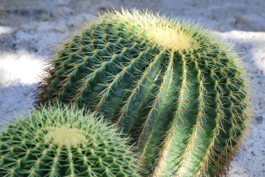 ünlü altın varil kaktüs Echinocactus grusonii Hildm rock Bahçe