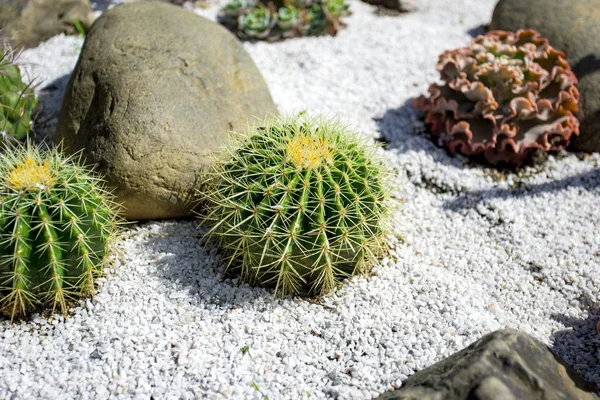 Famoso ouro barril cacto Echinocactus grusonii Hildm no jardim de rocha — Fotografia de Stock