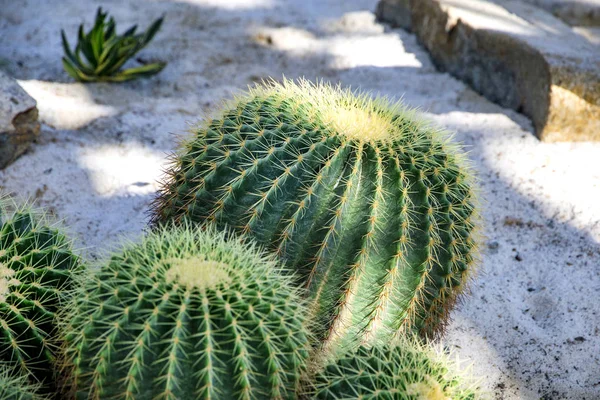 Famoso ouro barril cacto Echinocactus grusonii Hildm no jardim de rocha — Fotografia de Stock