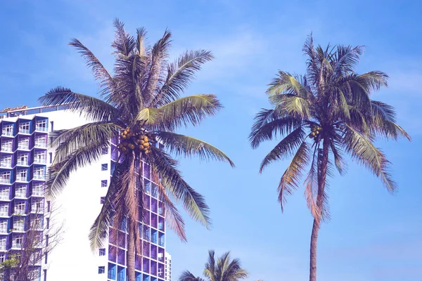 Coqueiros com arranha-céus e céu azul no fundo — Fotografia de Stock