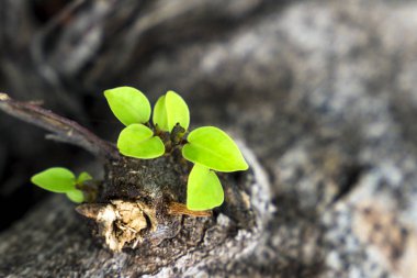 Kuru bir ağaç ve mücadele, aspirasyon, hırs ve benzeri simgeleyen yaprakları büyümek 