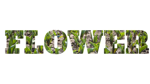 Wortblume aus Foto mit Tulpensprossen, isoliert auf weißem Hintergrund — Stockfoto