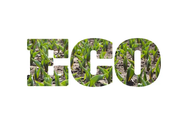 Λέξη Eco από φωτογραφία με χρωματιστό φωτεινό λουλούδι, απομονώνονται σε λευκό φόντο — Φωτογραφία Αρχείου