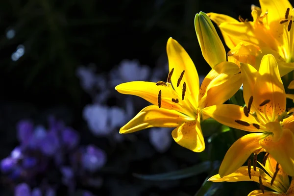 Яркие красивые желтые лилии на темном фоне — стоковое фото