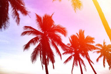 gün batımında sahilde hindistan cevizi avuç içi silueti