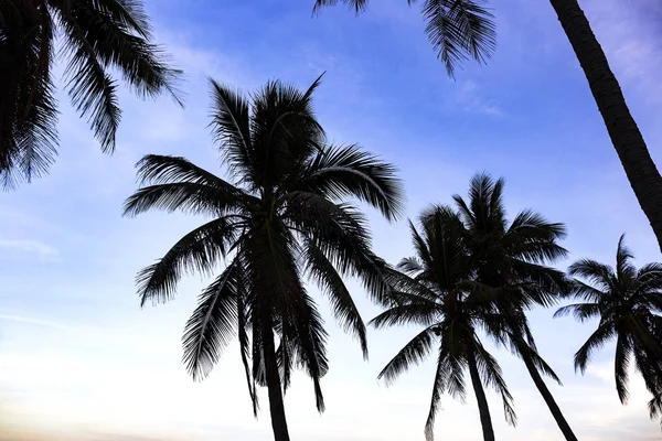 Silhouette de cocotiers sur la plage au coucher du soleil — Photo