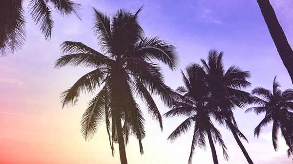 Silhouette de cocotiers sur la plage au coucher du soleil — Photo