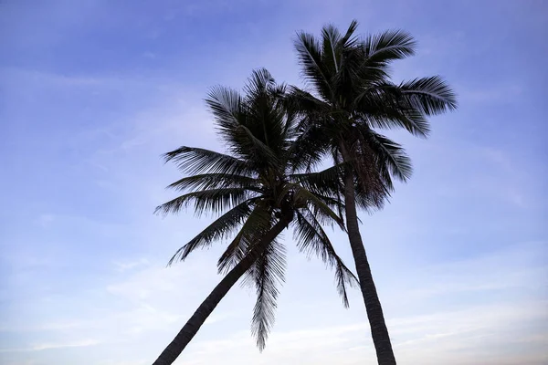 Silhouette de cocotiers sur la plage au coucher du soleil — Photo