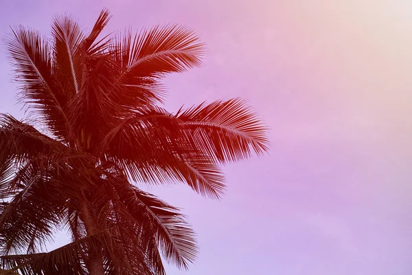 Silhouette de feuilles de cocotiers sur la plage au coucher du soleil — Photo