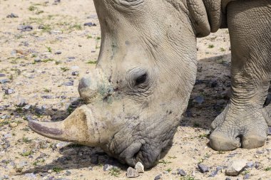 white rhinoceros with injuries on the muzzle  clipart