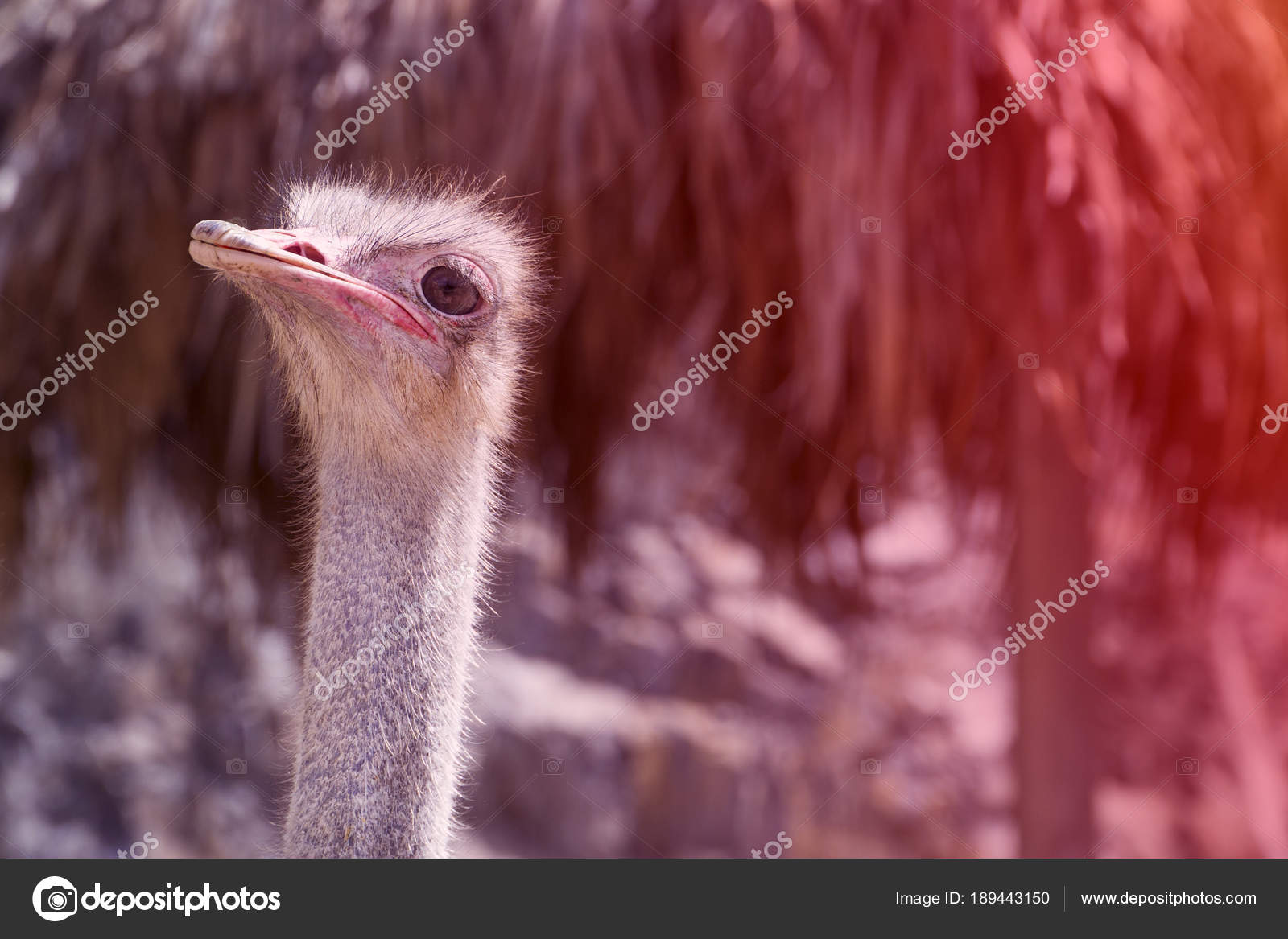 Lustige Bilder Von Vogel Strauß
