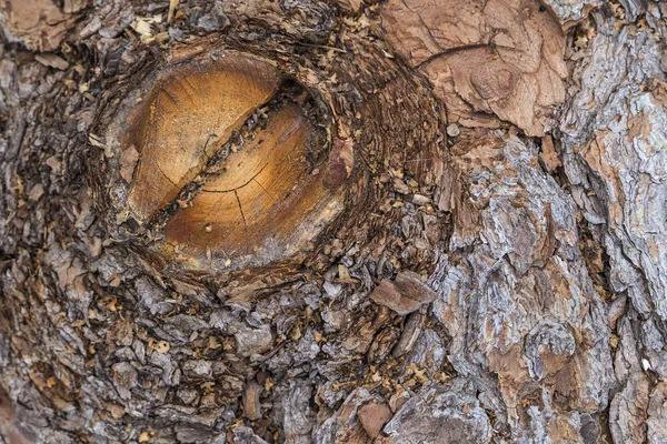 Texture de l'écorce de bois naturel — Photo