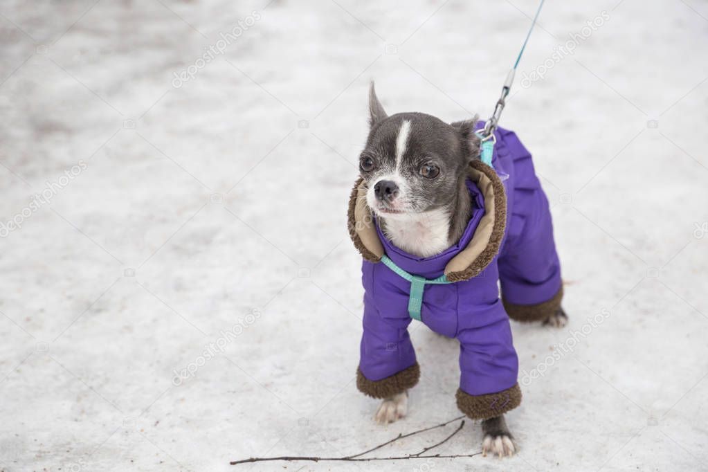 chihuahua dog in a winter suit on a leash (brought a stick)