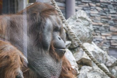portre portre büyük büyük Borneo Orangutan (Pongo pygmaeus)  