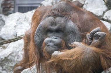 portre portre büyük büyük Borneo Orangutan (Pongo pygmaeus)  