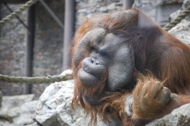 portre portre büyük büyük Borneo Orangutan (Pongo pygmaeus) 