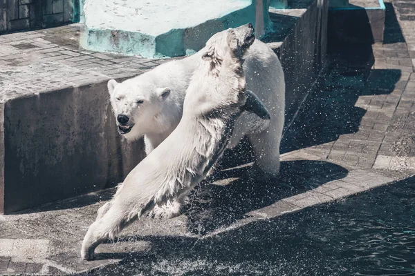 Family of polar bears. Young white bear jumping in the water. .