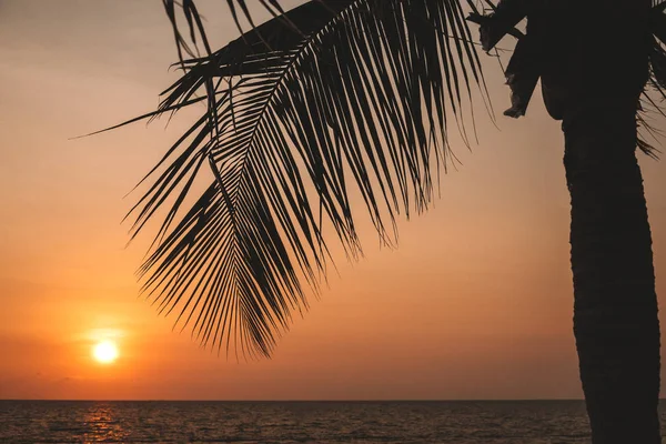 Silhouette de palmier sur la plage. Vue sur le coucher de soleil tropical depuis la plage. Eau avec réflexion du soleil. Paysage calme, romantique et tranquille . — Photo