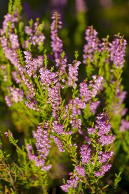 Turba bataklığında çiçek açan fundalık.