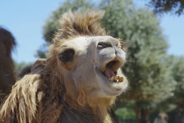 Laughing Camel Head Zoo Safari Stock Photo