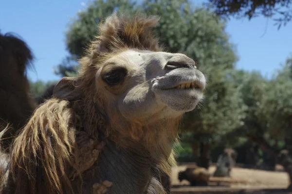 Divertido Camello Cabeza Zoológico Safari Imagen De Stock