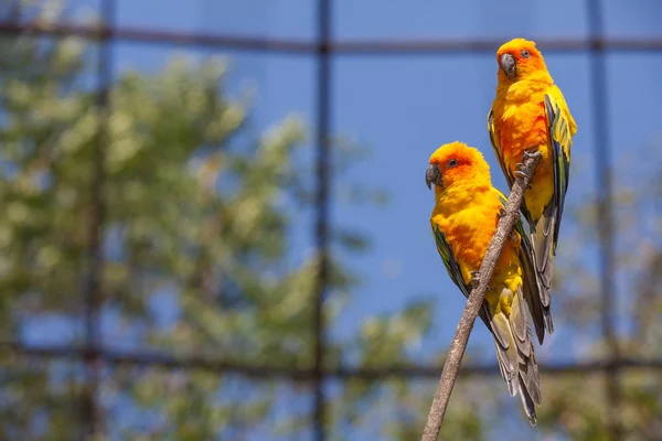 Słońce conure papugi — Zdjęcie stockowe