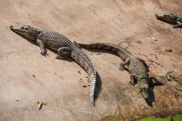 Groupe d'alligators — Photo