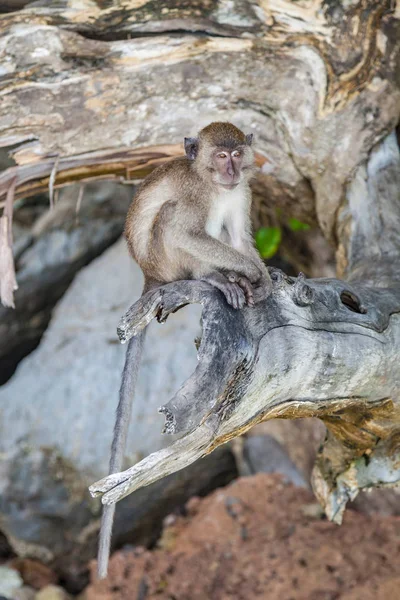 Маленькая обезьянка сидит на дереве — стоковое фото