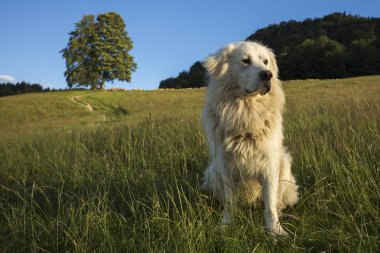 Pieniny dağlar - Polonya Karpatlar 