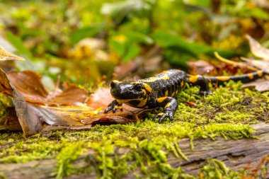 Bieszczady Dağlar - Polonya Karpatlar - Salamandra Plamista