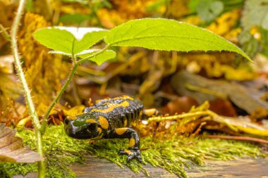 Bieszczady Dağlar - Polonya Karpatlar - Salamandra Plamista