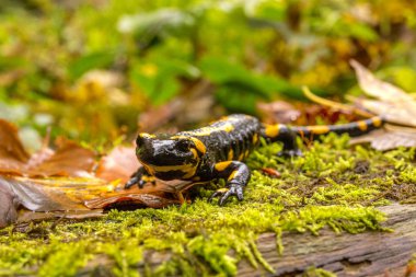 Bieszczady Dağlar - Polonya Karpatlar - Salamandra Plamista