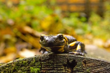 Bieszczady Dağlar - Polonya Karpatlar - Salamandra Plamista