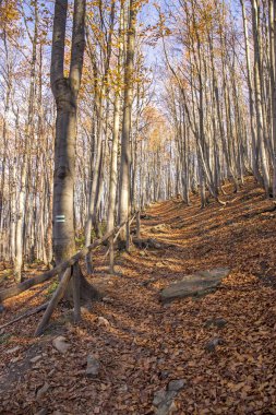 Bieszczady Dağlar - Polonya Karpatlar