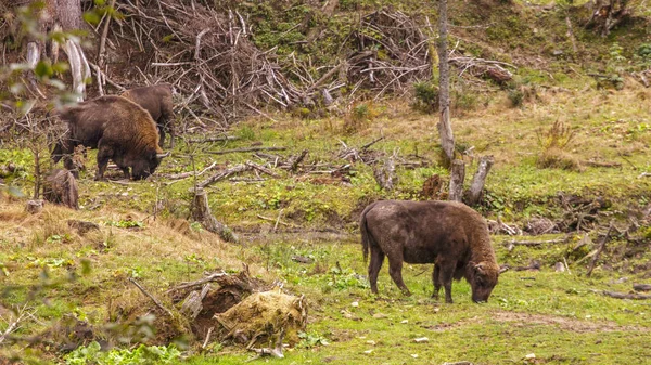 Bieszczady Mountains - Poland Carpathians — Stock Photo, Image