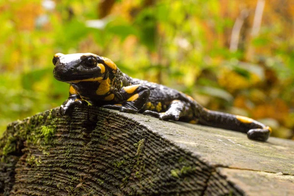 Bieszczady Mountains - Poland Carpathians - Salamandra Plamista — Stock Photo, Image