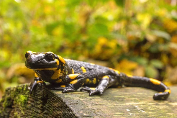 Montañas Bieszczady - Polonia Cárpatos - Salamandra Plamista —  Fotos de Stock