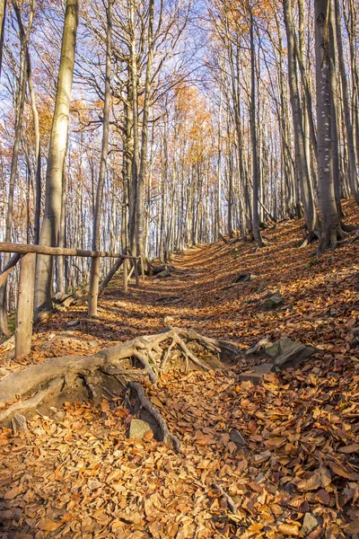 Góry Bieszczady - Polska Karpat — Zdjęcie stockowe