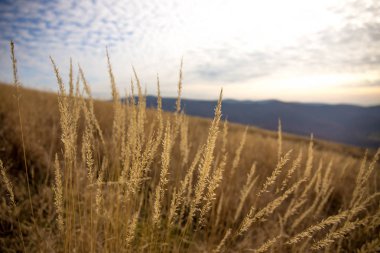 Bieszczady Dağlar - Polonya Karpatlar 