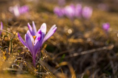 Gorce dağlar - Polonya Karpatlar - çiçekler
