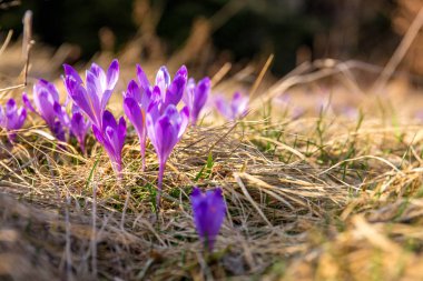 Gorce dağlar - Polonya Karpatlar - çiçekler