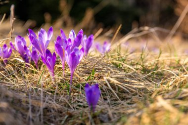 Gorce dağlar - Polonya Karpatlar - çiçekler
