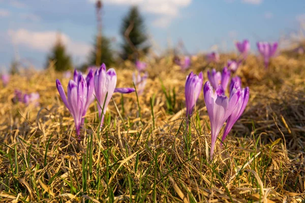Gorce dağlar - Polonya Karpatlar - çiçekler