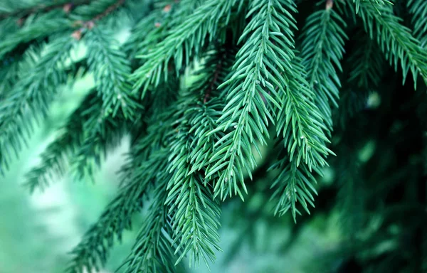 Spruce branches on a green background.The blue spruce, green spruce, white spruce. — Stock Photo, Image