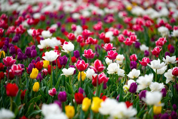 Colorful tulip field. Pink, red, violet, white, orange and yellow tulips. Spring, March. Saving environment, save clean planet, ecology, nature concept. World Earth Day. Happy Women\'s Day
