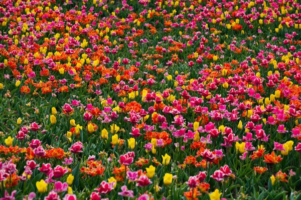 Colorful tulip field. Pink, red, violet, white, orange and yellow tulips. Spring, March. Saving environment, save clean planet, ecology, nature concept. World Earth Day. Happy Women\'s Day