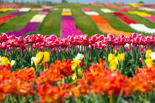 Colorful tulip field. Pink, red, violet, white, orange and yellow tulips. Spring, March. Saving environment, save clean planet, ecology, nature concept. World Earth Day. Happy Women\'s Day