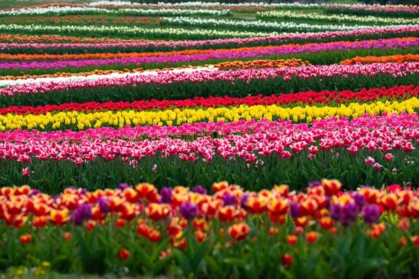 Panoramic colorful tulip field. Pink, red, violet, white, orange and yellow tulips. Spring, March. Saving environment, save clean planet, ecology, nature concept. World Earth Day. Happy Women\'s Day